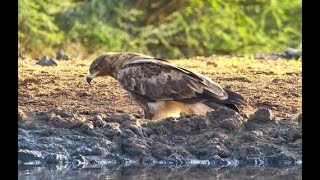 Gorgeous Tawny Eagle at ol Donyo [upl. by Temple]