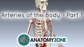 Arteries of the body  PART 1  Anatomy Tutorial [upl. by Aiht23]