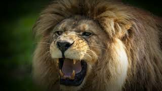 Barbary Lion The Lost Kings of North Africa  Africa’s Largest Predator [upl. by Llertnor]