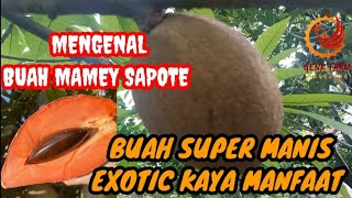 MENGENAL BUAH MAMEY SAPOTE BUAH EXOTIC KAYA MANFAAT mameysapote saworaksasa buah youtube [upl. by Ahseyn]