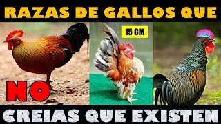 5 Razas de Gallos que NO Sabias que Existían [upl. by Wein]