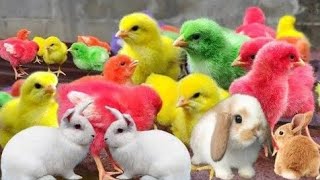 baby chicks chirping Asmr satisfying video rainbow mixing candycute chicks pets vlog [upl. by Auhsuj]