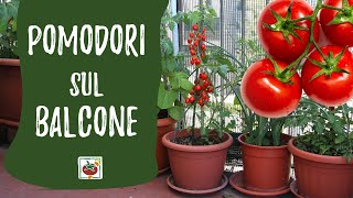 Pomodori sul balcone guida alla coltivazione in vaso [upl. by Gainer]