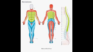 Dermatome Mapping [upl. by Lednem]