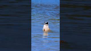 Mallard Duck Surface Feeding at the Lake 🦆 [upl. by Varney68]