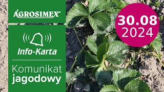 Zabiegi na plantacjach późnym latem  komunikat jagodowy  Agrosimex [upl. by Macario]