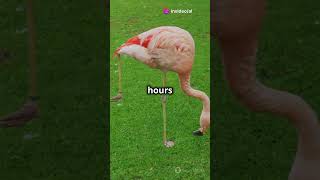 Flamingos Natures Pink Marvels flamingos birds facts [upl. by Huttan]