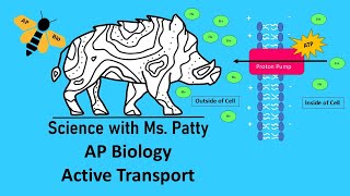 Active Transport  AP Biology [upl. by Eilloh]