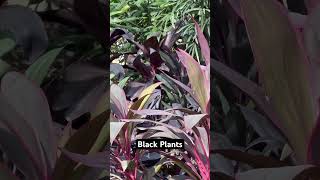 Black Plant Nahi Melta hai [upl. by Pineda]