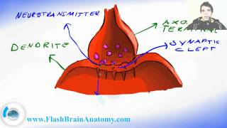 Synapse Axon and Dendrites  Nerve Signal Transport [upl. by Morgan]