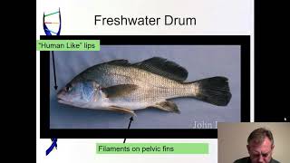 Ichthyology Lecture 38  KY Families  Drum [upl. by Eusoj]