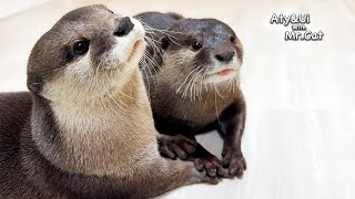 Otter Gently Holding Hand To Endure Pain After Surgery Otter Life Day 897 [upl. by Rednasyl]