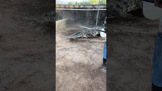 Crocodile in angry mood🙂 trending satisfafying viralvideo crocodile animals [upl. by Eniamret253]