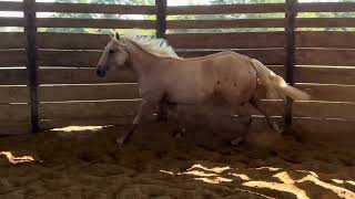 2024 Legacy Sale Consignment Hip 7 RED DIRT GIRL [upl. by Irem]