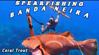 SPEARFISHING IKAN KERAPU SUNU SPOT BANDA NEIRA [upl. by Akanke]