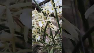 Brassavola Perrini orquideascollection orchid viralvideo flores coleção [upl. by Dewayne473]