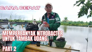 Cara cepat memperbanyak Nitrobacter untuk tambak udang [upl. by Terena209]