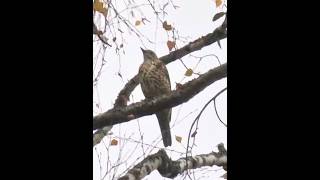 Amalinis strazdas Turdus viscivorus ankstyvą rytą shorts birds [upl. by Felise656]