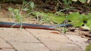 redbellied black snake [upl. by Nagle]