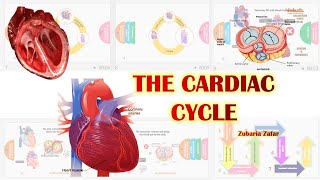 THE CARDIAC CYCLE  CIRCULATION AND BODY FLUIDS  SYSTOLE AND DIASTOLE biology science [upl. by Pepper]