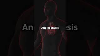 Angiogenesis How It Can Help You [upl. by Russi812]