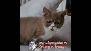 British Shorthair Kitten Cinnamon Bicolor Boy  Flyingfolds Armani [upl. by Airegin]