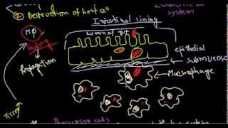 Salmonella pathogenesis [upl. by Pol]