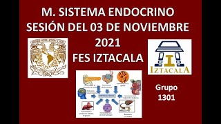 M Sistema Endocrino Sesión del Miércoles 03 de Noviembre del 2021 [upl. by Kopans]