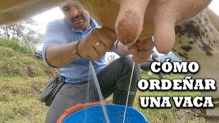 Como ordeñar un vaca artesanal con la mano en campo con ternero ordeño leche y ganado TVdigital [upl. by Otero]