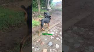 Doberman Pinscher Meets Rottweiler dog [upl. by Terrance899]