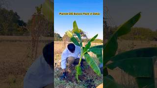 Banana Farming in the USA 🇺🇸 [upl. by Yrrep]