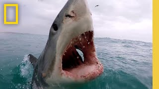 Sharkfest Cinematic  Official Trailer  National Geographic [upl. by Hertzog]