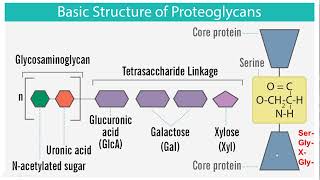 Proteoglycans  Structure and Function [upl. by Schoof]