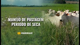 ESTRATÉGIA PARA UM PASTO SAUDÁVEL NA SECA [upl. by Assisi]