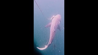 BIG Shark eats cobia in Kuala Rompin [upl. by O'Neil464]