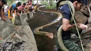 HUMAHARANG SA DAAN NA JUMBO KING COBRA NAHULI NA [upl. by Naihtsirc]