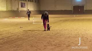 11 weeks old lagotto puppy  obedience training [upl. by Adyela919]