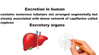 Excretion in Vertebrates and Role of Liver [upl. by Rehtaeh]