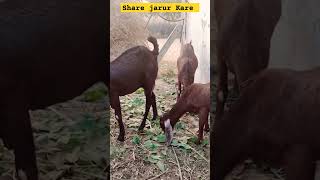 Winter tips for Bakra sale shortvideo tranding viralvideo [upl. by Nyrahtak]