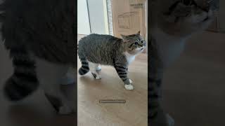 cats funny werecat funnycat funnyanimals pets [upl. by Atinniuq]