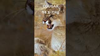 TOP 5 LARGEST CATS lion tiger jaguar leopard cougars [upl. by Yeliab]