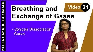 Breathing and Exchange of Gases  NEET  Oxygen Dissociation Curve  Neela Bakore Tutorials [upl. by Broderick]