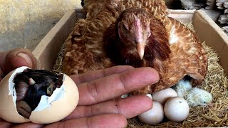 How Chicken hatch eggs and how newly hatched chicks look [upl. by Aicilram]