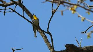 Yellow throated Warbler singing [upl. by Enar]