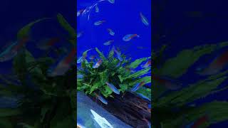 Neon tetra fish schooling shoaling [upl. by Einrae333]