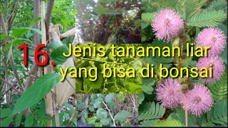 jenis tanaman liar yang bisa di jadikan bonsai [upl. by Ysak]