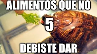 5 ALIMENTOS QUE NO DEBES DAR A TU TORTUGA [upl. by Beale]