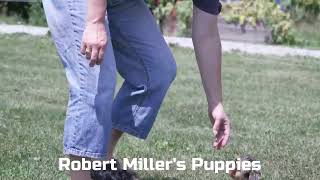 David Barkmans Yorkipoo Puppies [upl. by Auop145]