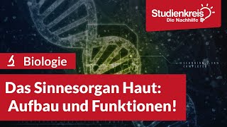 Das Sinnesorgan Haut  Aufbau amp Funktionen  Biologie verstehen mit dem Studienkreis [upl. by Anwahsar]