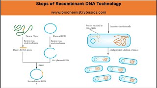 Steps of Recombinant DNA Technology  Genetic Engineering [upl. by Lukash558]